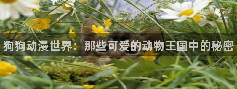 动漫之家在哪下载：狗狗动漫世界：那些可爱的动物王国中的秘密